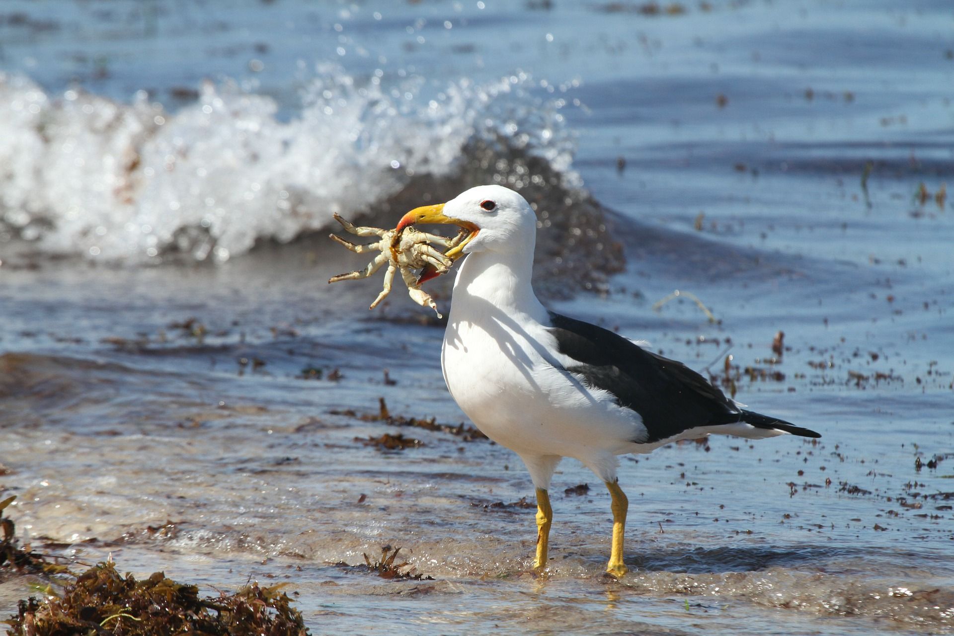  albatrosz